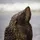 Pinniped