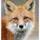 Freenfox_281572