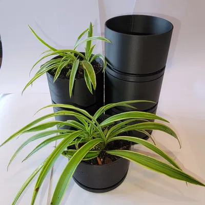 Người trồng cây thu nhỏ