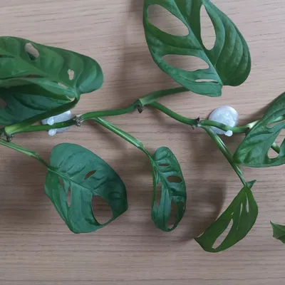 Giá đỡ thân tường 2