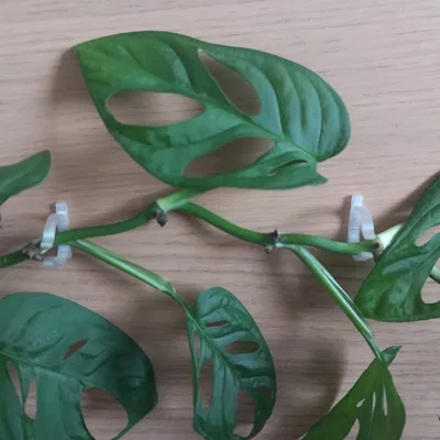 Giá đỡ thân tường