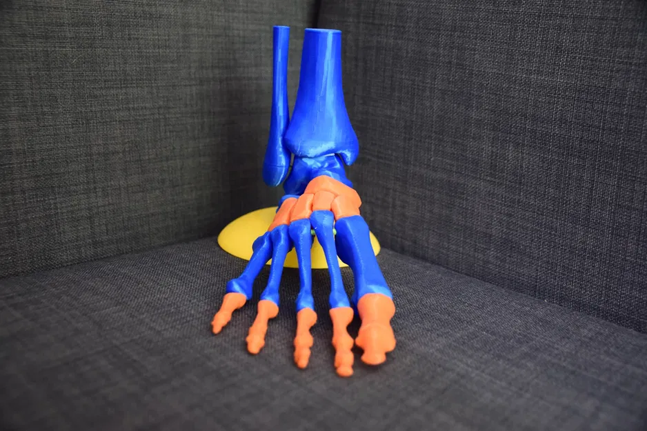 Mô hình chân người - Image 1