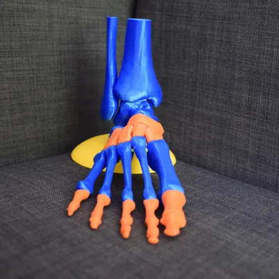 Mô hình chân người