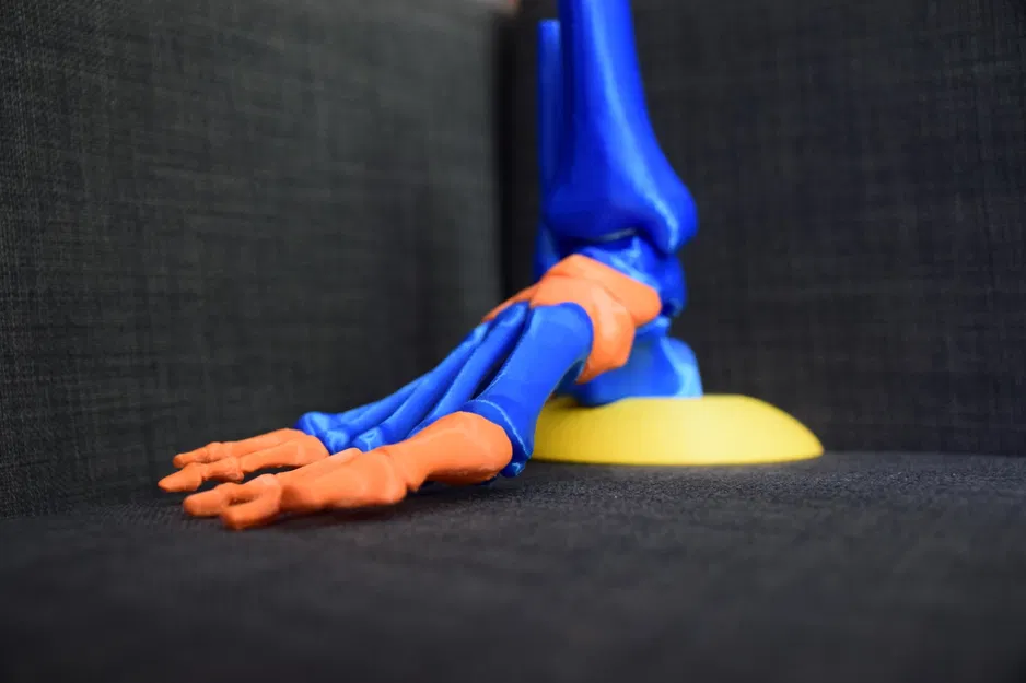 Mô hình chân người - Image 2