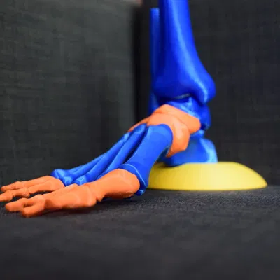 Mô hình chân người