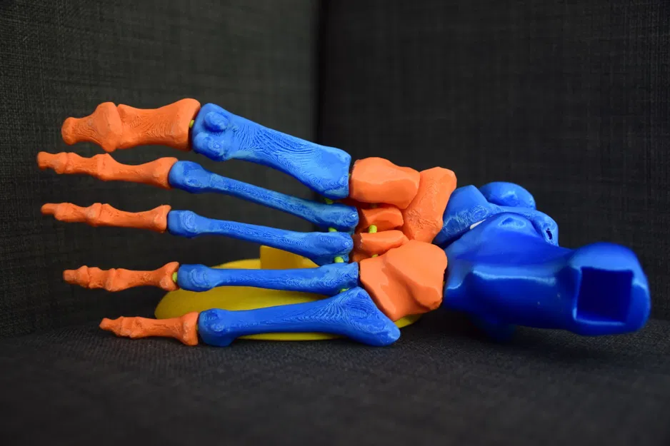 Mô hình chân người - Image 3