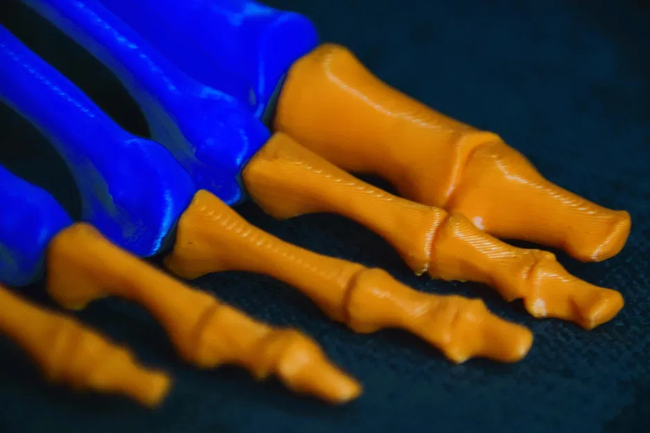 Mô hình chân người - Image 6