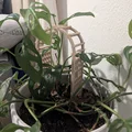 Cổng vòm nhỏ - Thumbnail 3