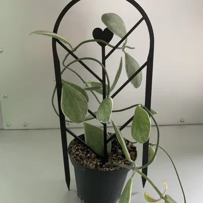 Hỗ trợ thực vật/người leo núi một mảnh