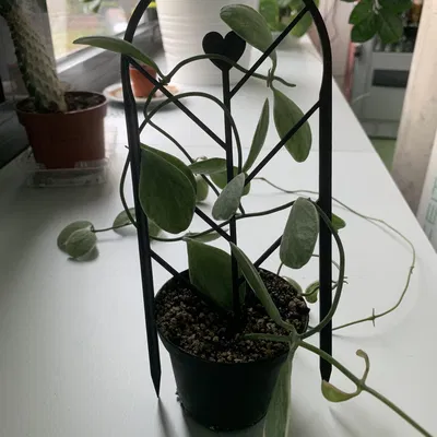 Hỗ trợ thực vật/người leo núi một mảnh