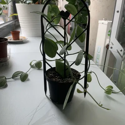 Hỗ trợ thực vật/người leo núi một mảnh