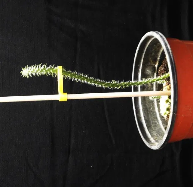 Hỗ trợ nhà máy (OpenScad) - Image 3