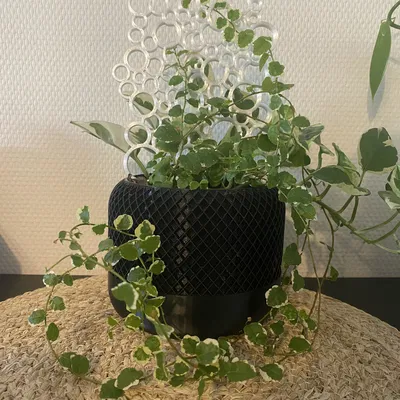 Hỗ trợ thực vật bong bóng