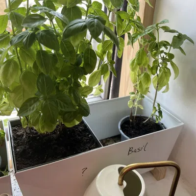 IKEA Bittergurka Planter thoát nước
