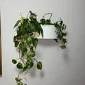 Hastbona Ikea Plant Pot - Thumbnail 4