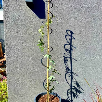 Xếp hạng hỗ trợ