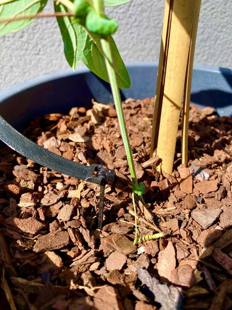 Xếp hạng hỗ trợ - Image 2