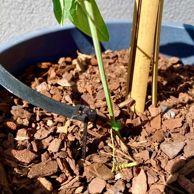 Xếp hạng hỗ trợ