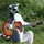Acoustic Lemur