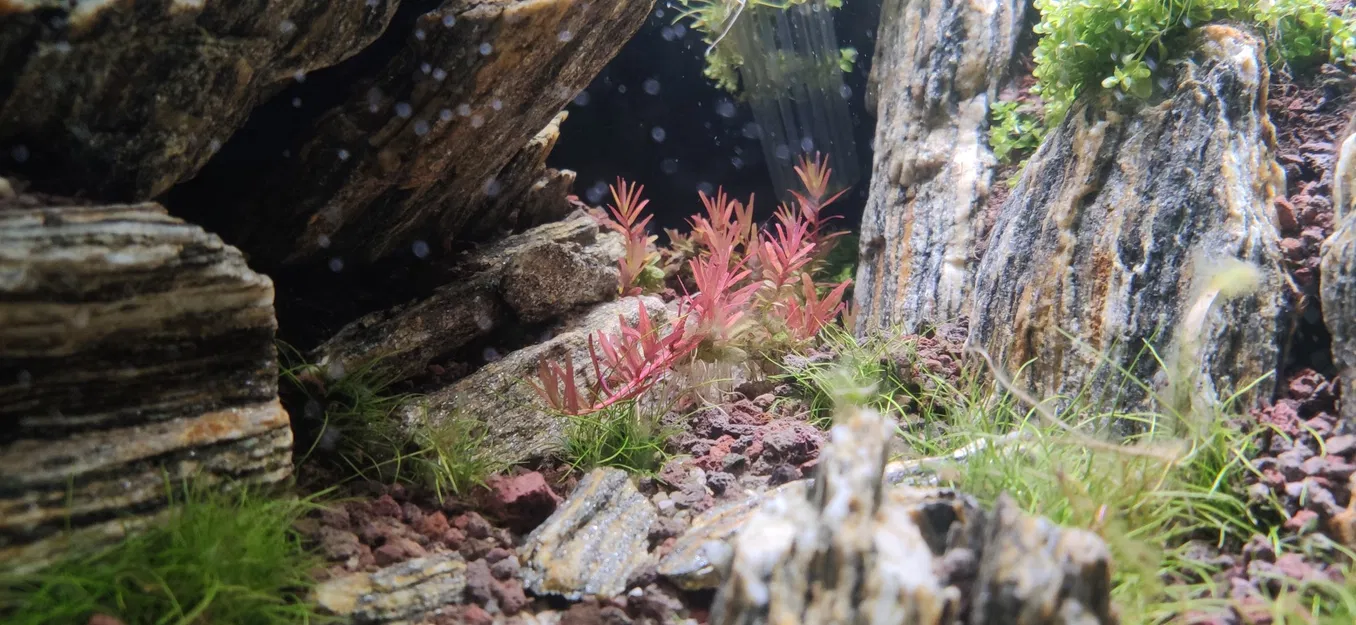 CO2 Moonshining - Image 6