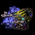 Khoa học vui nhộn: Protein liên kết phụ trợ - Thumbnail 7