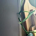 Clip hướng dẫn thực vật - Thumbnail 1