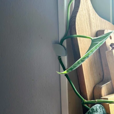 Clip hướng dẫn thực vật