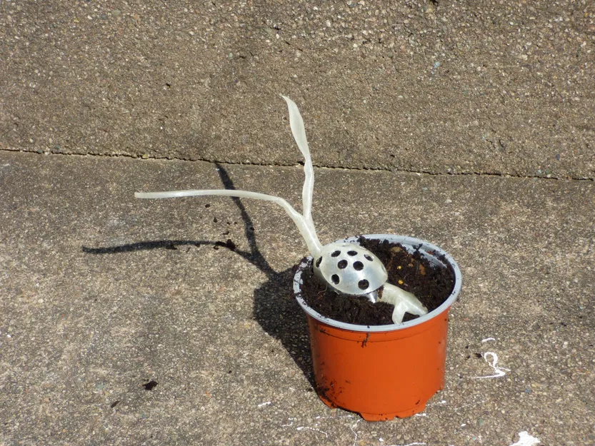 Làm nảy mầm hạt giống hạt giống và hỗ trợ - Image 5