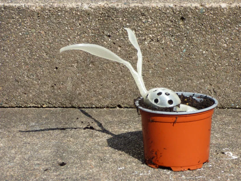 Làm nảy mầm hạt giống hạt giống và hỗ trợ - Image 6