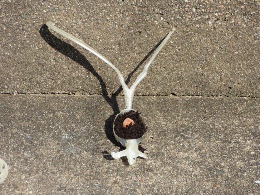 Làm nảy mầm hạt giống hạt giống và hỗ trợ - Image 7