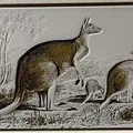 Kangaroos (Macropus Rufus) - Bản in Hueforge - Thumbnail 1