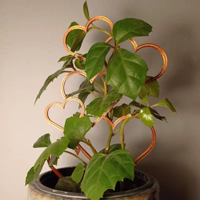 Hỗ trợ nhà máy tim