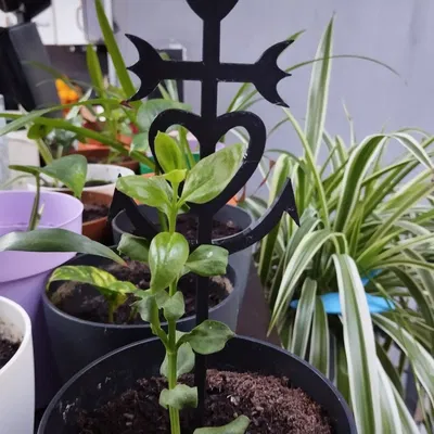 Camargue Charch Tutor