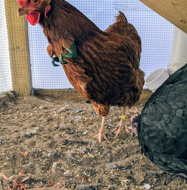 Cánh tay gà! - Gà trở thành khủng long - Image 1