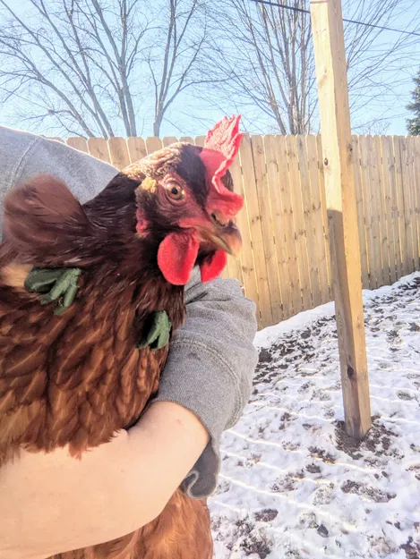 Cánh tay gà! - Gà trở thành khủng long - Image 3