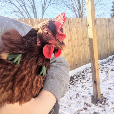 Cánh tay gà! - Gà trở thành khủng long