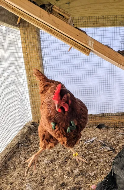 Cánh tay gà! - Gà trở thành khủng long - Image 4