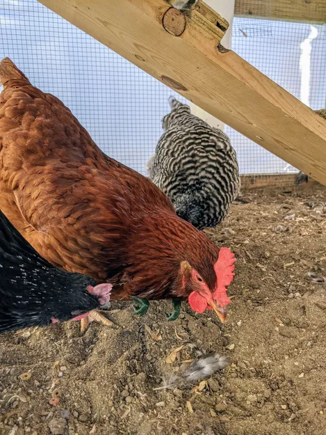 Cánh tay gà! - Gà trở thành khủng long - Image 5