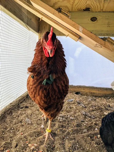 Cánh tay gà! - Gà trở thành khủng long - Image 6