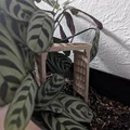 Mini Bridge Arbor - Thumbnail 3