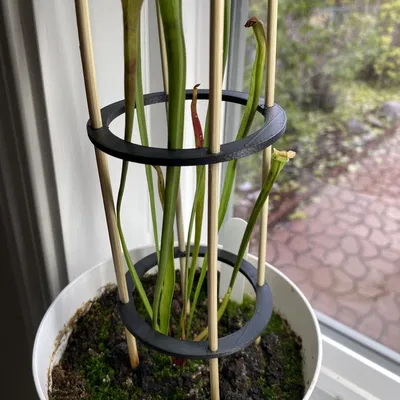 Nhẫn hỗ trợ thực vật