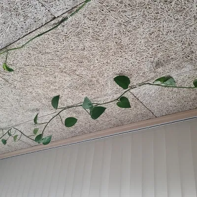 Hỗ trợ trần nhà máy leo