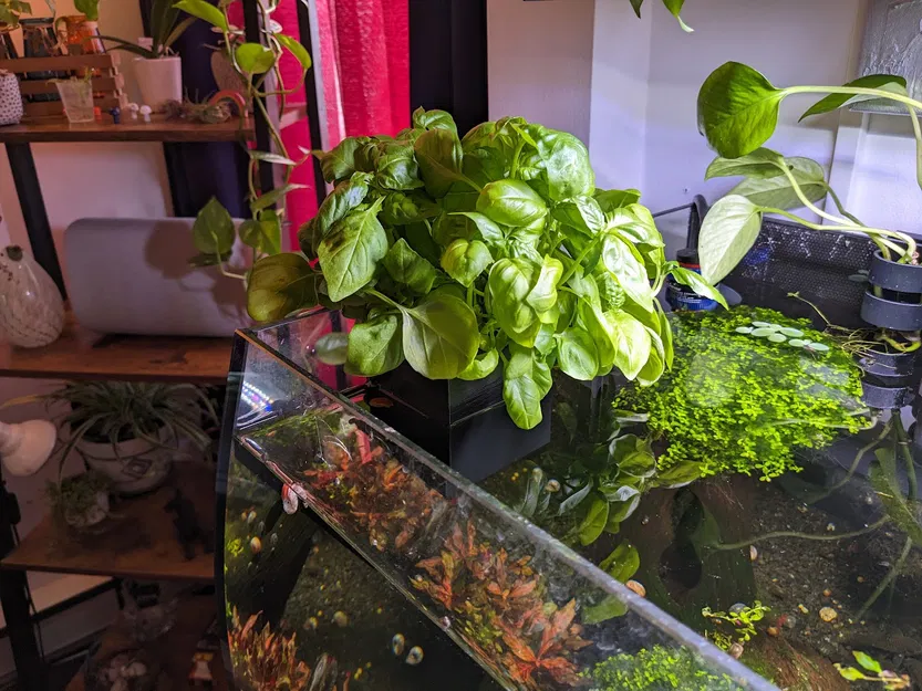 Vườn thảo mộc hồ cá dày lên đến 7mm - Image 1