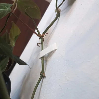 Người giữ tường