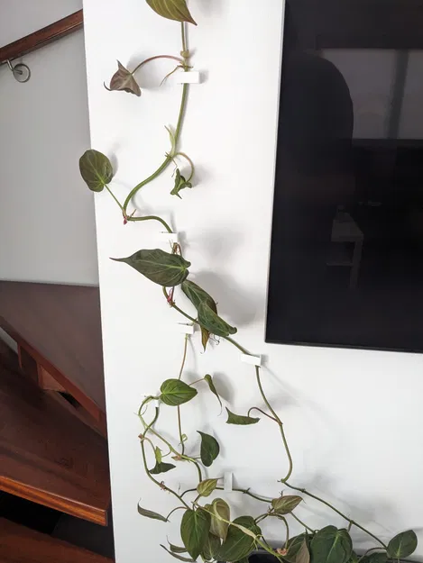 Người giữ tường - Image 4