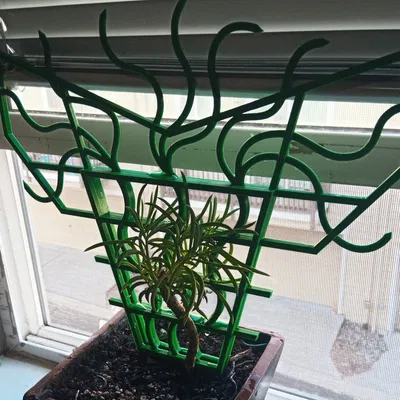 HYDRA Trellis