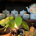 Clip thực vật "pothos" cho tủ sách Billy (IKEA) - 20 mm - Thumbnail 1
