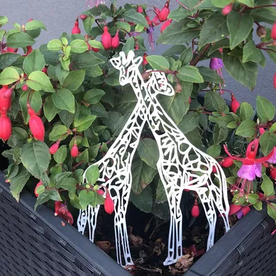 Thủ thuật hươu cao cổ