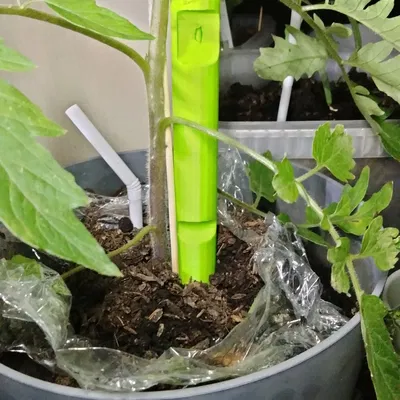 Hỗ trợ thực vật