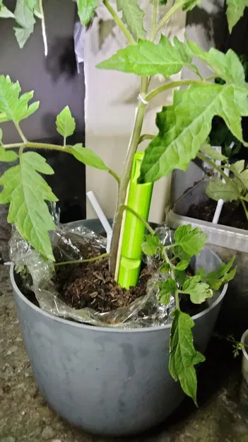 Hỗ trợ thực vật - Image 3